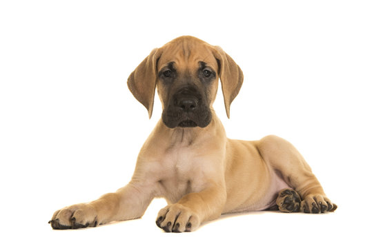 Great Dane puppy India